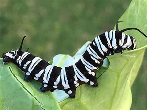 The Munching Caterpillar - Monarch Butterfly USA