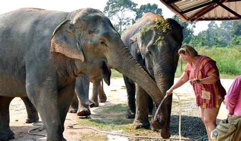 Pattaya Elephant Sanctuary Visit (Half Day) - Trazy, Your Travel Shop ...