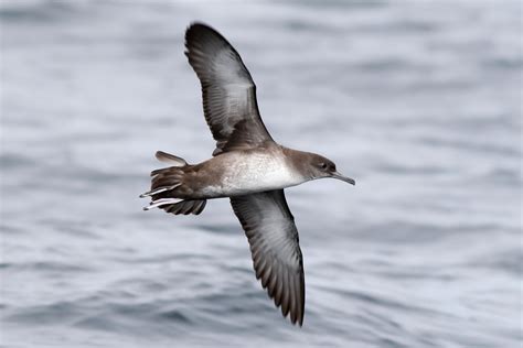 Great and Cory's Shearwater photo ID guide - BirdGuides