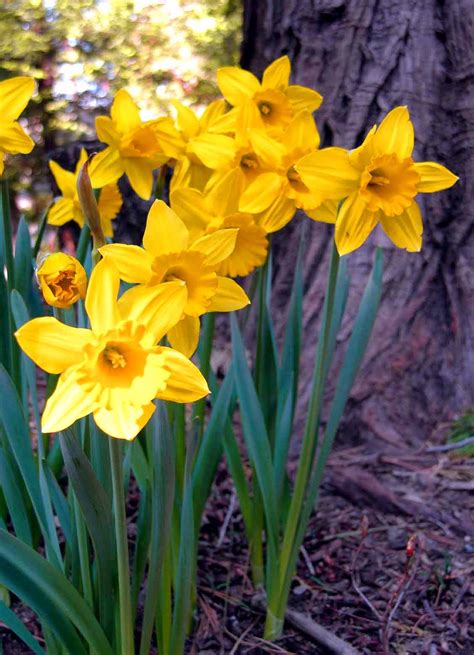 Daffodil Flowers Images