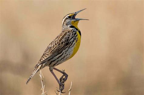 Meadowlark Symbolism - Spirit Animal Totems