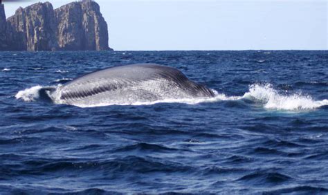 Blue Whale sighting | Wild Ocean Tasmania