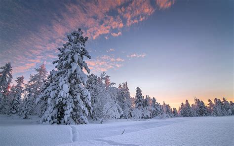 Tapeta Zima Natura Świerk Niebo Śnieg