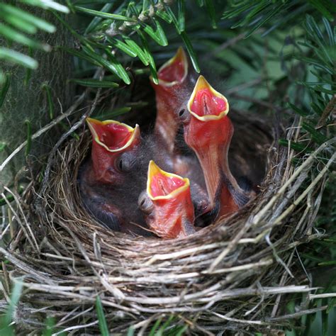 Chipping Sparrow Eggs Hatching | Naturally Curious with Mary Holland