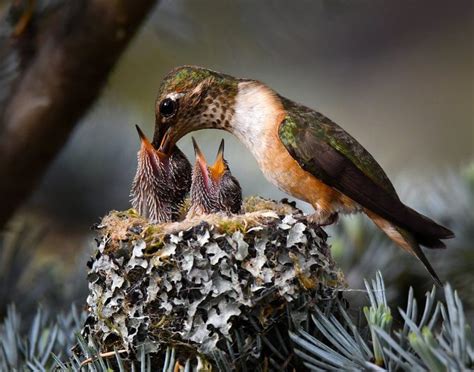 Get to Know Tough and Tiny Rufous Hummingbirds - Birds and Blooms