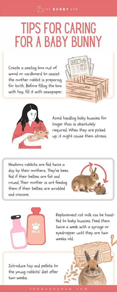 5 Great Tips for Caring Your Baby Rabbit - The Bunny Hub