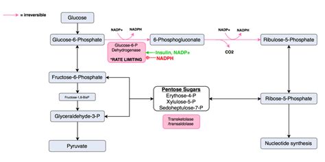 The Pentose Phosphate Pathway (PPP) Diagram | Quizlet