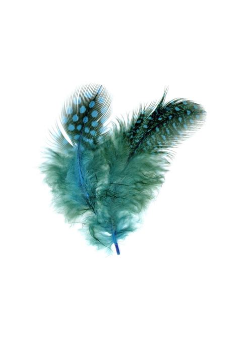 Guinea Hen Feathers (Turquoise) - artpistol