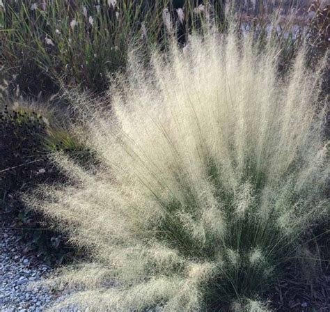 white muhly grass | Landscaping with rocks, Ornamental grasses, White ...