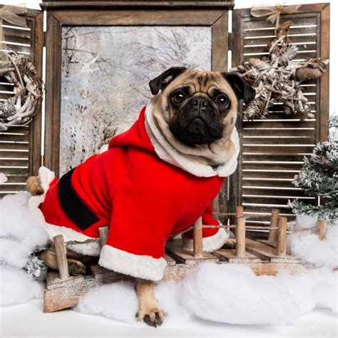 Premium Photo | Pug wearing a christmas suit sitting in a winter scenery