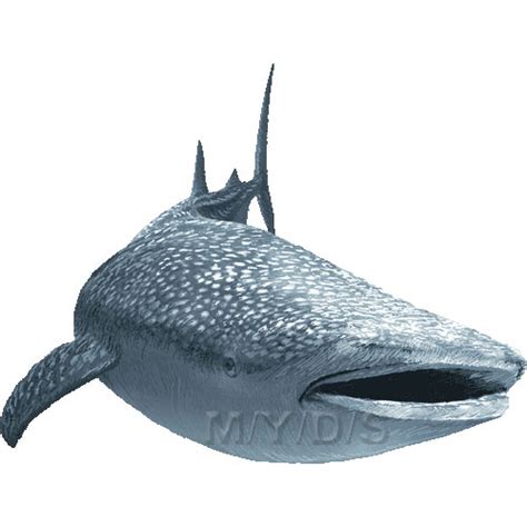 Download Whale Shark clipart for free - Designlooter 2020 👨‍🎨