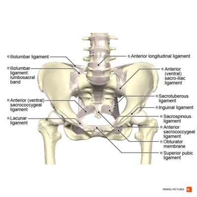 Pelvis - Physiopedia