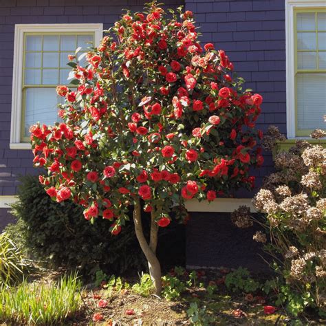 Front Garden Design with Camellia Tree