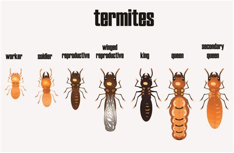 Termite Queen: Everything You Need to Know - Pest Control Gurus