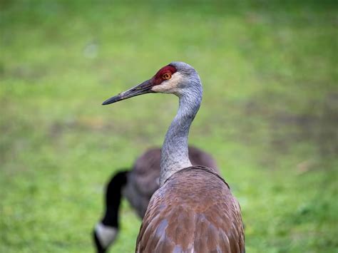 Are Sandhill Cranes Endangered? (Threats, Numbers + FAQs) | Birdfact