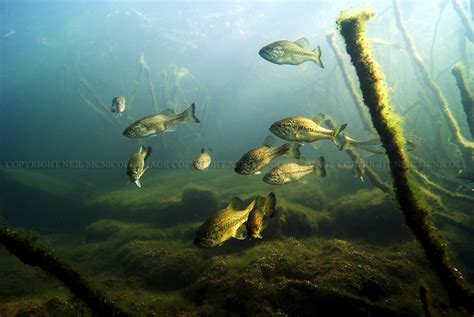 Largemouth Bass Underwater Photography: LARGEMOUTH BASS 2