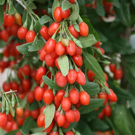 Sweet Lifeberry® Goji Plant - Stark Bro’s