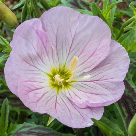 Evening Primrose Berladieri Siskiyou Pink | Fast growing flowers ...