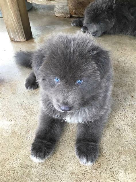 Blue bay shepherd | Blue german shepherd, Blue german shepherd puppies ...