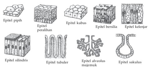 Macam Macam Jaringan Epitel - Homecare24