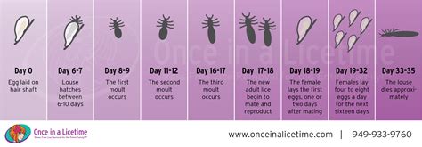 OIALT-lice-life-cycle - Head Lice Removal and Treatment Newport Beach ...