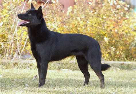 Australian Kelpie History, Personality, Appearance, Health and Pictures