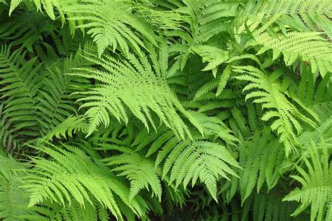 Recommended Native Ferns for Northern Virginia