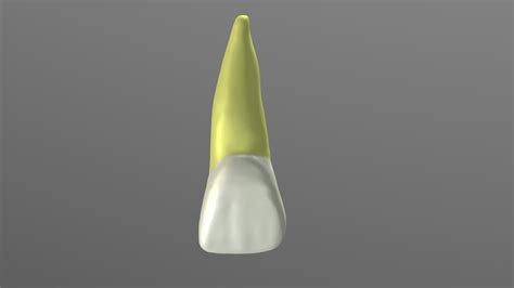 Maxillary Central Left Permanent Incisor - 3D model by ramiammoun ...