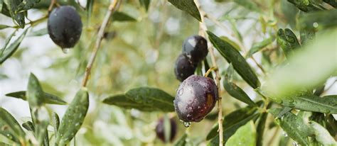 Oliva di Gaeta | Local Olive From Province of Latina, Italy