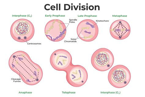 Cell Division: Mitosis & Meiosis, Different Phases of Cell Cycle ...