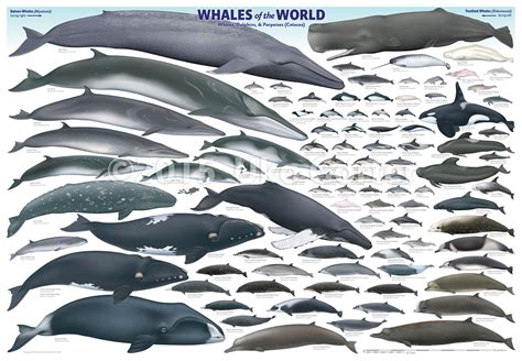 'Whales of the World' poster by Uko Gorter Natural History ...