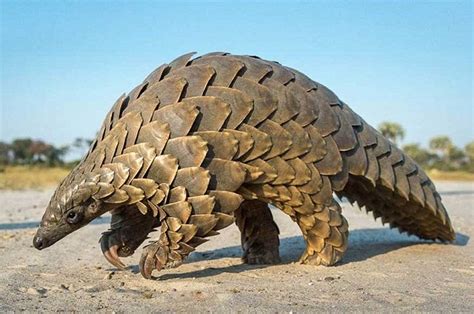 Giant Pangolin