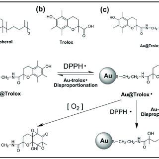 Molecular structure of (a) alpha-tocopherol, (b) Trolox, (c) Trolox ...