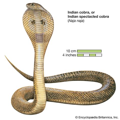 Cobra | Venomous Snake Species & Characteristics | Britannica