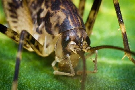 5 Things You Didn't Know About Cave Crickets - WorldAtlas