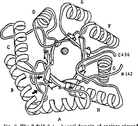 Figure 2 from The structure of yeast enolase at 2.25-A resolution. An 8 ...