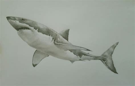 Shark Tattoos, Tatoos, Cool Easy Drawings, Stippling Art, Cool Fish ...