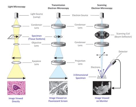 Differences between Light Microscope and Electron Microscope