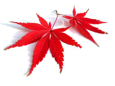 Buy Red Lace Leaf Japanese Maple 30 Seeds - Acer Palmatum Atropurpureum ...