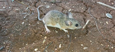 Peromyscus yucatanicus J.A.Allen & Chapman, 1897