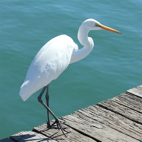 Egret White Heron | Chaplin Park, Noosa River, Queensland. T… | Flickr