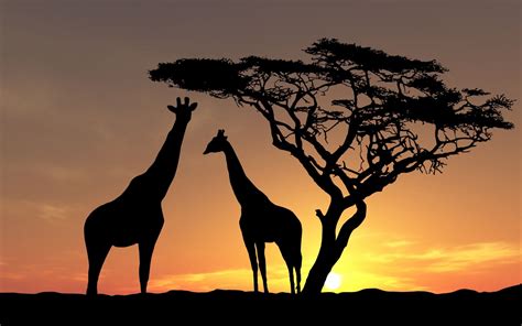 nature, Landscape, Animals, Trees, Sunset, Silhouette, Africa, Giraffes ...