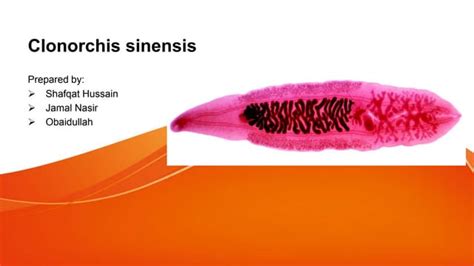 Clonorchis sinensis (Liver flukes).pptx