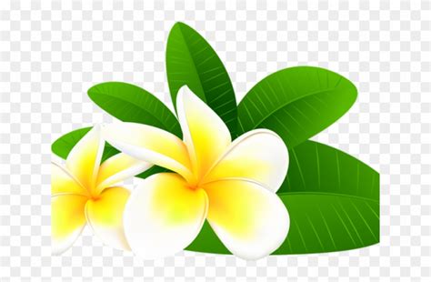 Plumeria Flower Outline Vector | Best Flower Site