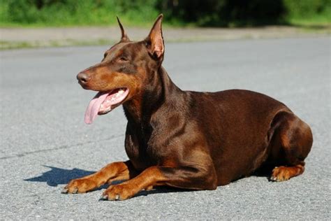 500+ Tough and Unique Doberman Names - Dog Dispatch