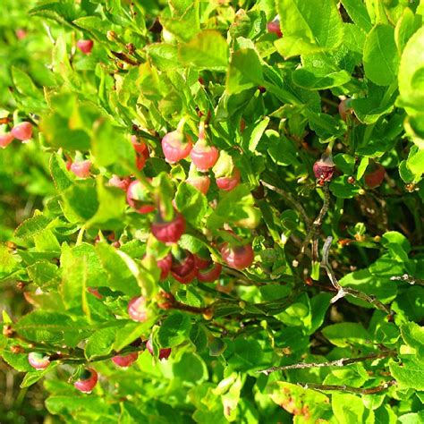 Bilberry flowers. a carpet of bilberry plants around Llyn Brianne ...