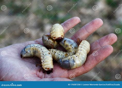 Photography of Wood Beetle Larvae. Stock Photo - Image of wood, nature ...