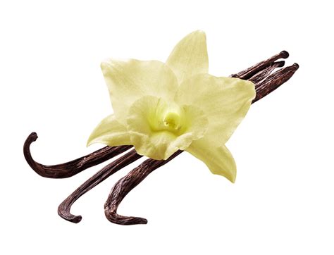 Vanilla Flower transparent PNG - StickPNG