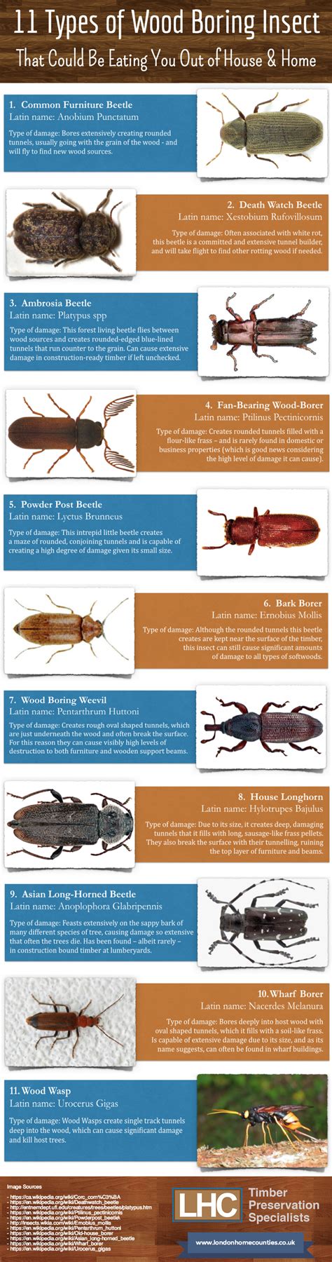 Woodworm Identification: 11 Types of Wood Boring Insect (2022)