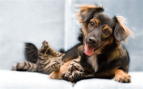 Come adottare cani e gatti salvati dal terremoto